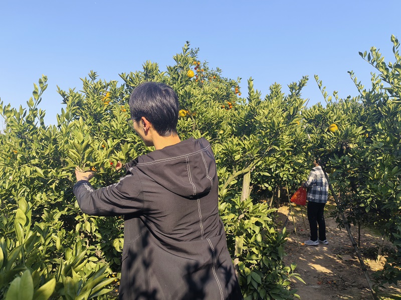 材料学院分工会组织秋季橘园采摘...